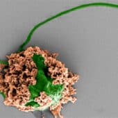 Микроробот под электронным микроскопом: клетка водоросли подкрашена зеленым, покрывающие ее наночастицы — коричневым
