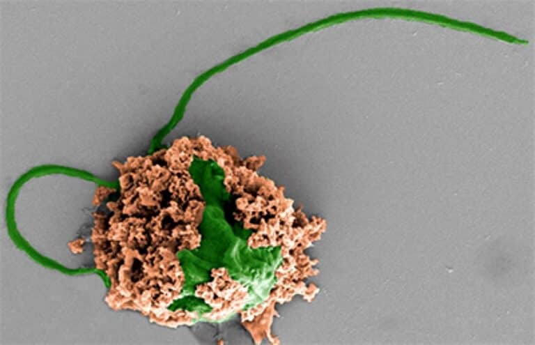 Микроробот под электронным микроскопом: клетка водоросли подкрашена зеленым, покрывающие ее наночастицы — коричневым