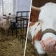 Академик РАН рассказала об опытах по клонированию скота в России