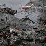 В Эквадоре запустили «плавучие острова», чтобы очистить сверхзагрязненный залив