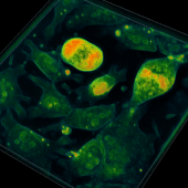 Эмбриональные стволовые клетки мыши