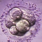 Развитие эмбриона и рака запускают одни и те же молекулярные механизмы