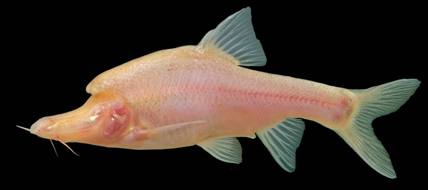 Пучеглазие у золотой рыбки - Болезни рыб и борьба с ними - Пресноводный аквариум - форум Аква Лого