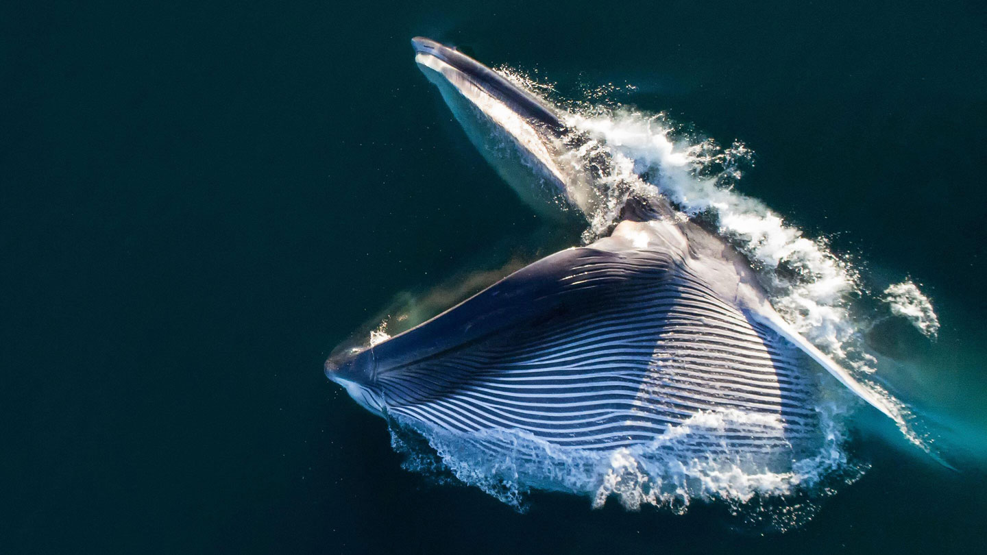 Самый большой синий кит