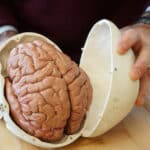 Человеческий мозг: стереотипы и предубеждения