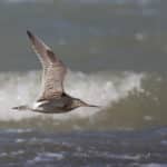 Рекордный перелет: птица совершила беспосадочное путешествие с Аляски на остров Тасмания