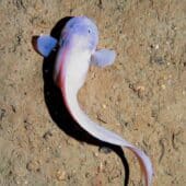 Липаровая рыба Notoliparis kermadecensis, снятая на глубине семи километров / © PNAS