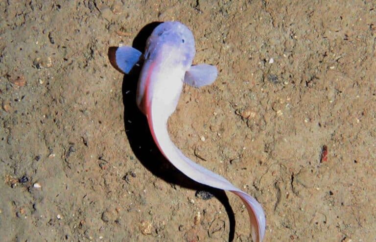 Липаровая рыба Notoliparis kermadecensis, снятая на глубине семи километров / © PNAS