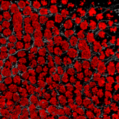 Эпителий кишечника: бокаловидные клетки (красные) и нейроны (серые)