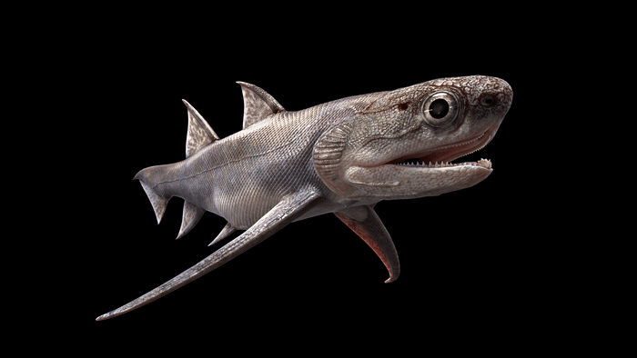В Китае нашли древнейшую рыбу с зубами