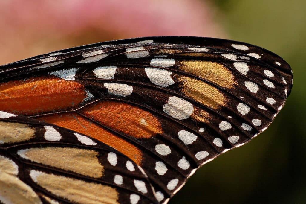 Крыло бабочки-монарха Danaus plexippus
