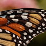Узоры на крыльях бабочек создала «мусорная» ДНК
