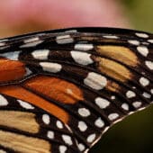 Крыло бабочки-монарха Danaus plexippus