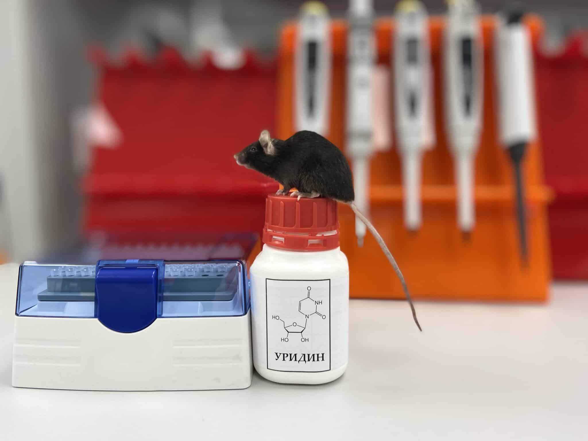 Родственник нуклеотида в РНК вылечил сердце мышей-диабетиков и облегчил последствия мышечной дистрофии