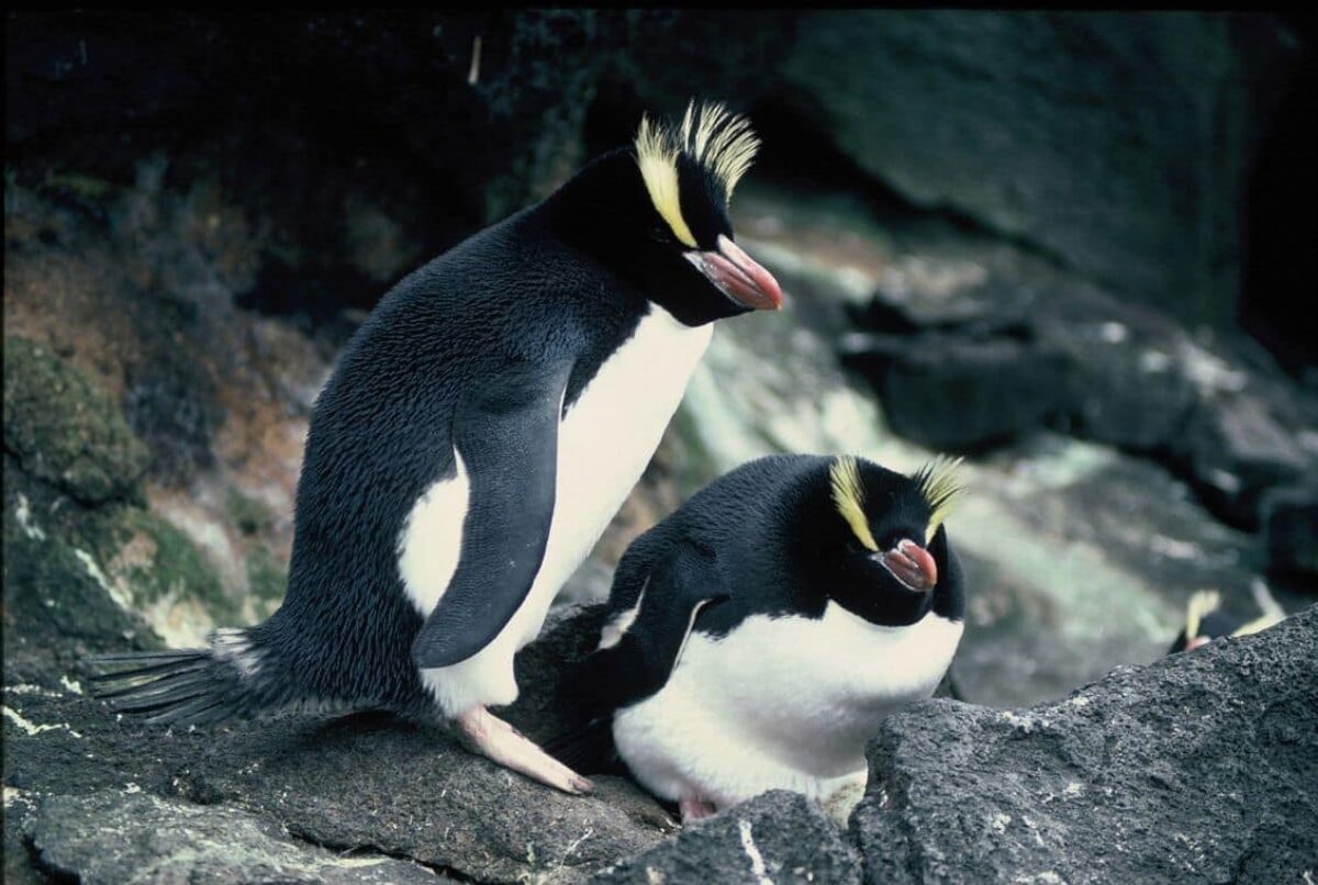 Императорский пингвин - отец, на которого можно положиться!