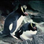 Вымирающие пингвины бросают свои яйца ради выживания вида