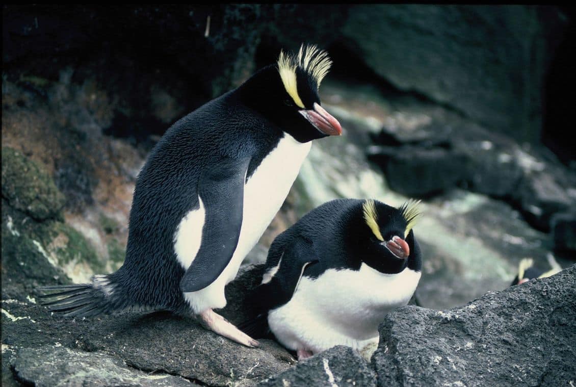 Канапе пингвины