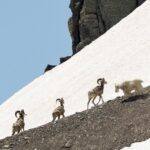 Глобальное потепление столкнуло лбами козлов и баранов