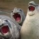 Обнаружено сходство тюленей с человеческими младенцами