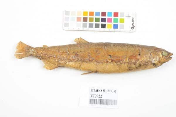 Ученые выделили ДНК вымершей рыбы, оказавшейся современницей Новой Зеландии