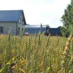 Сорта пшеницы, созданные тюменскими селекционерами, оказались востребованы в Казахстане