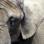 Слоны оказались рекордсменами по числу нейронов, управляющих лицом