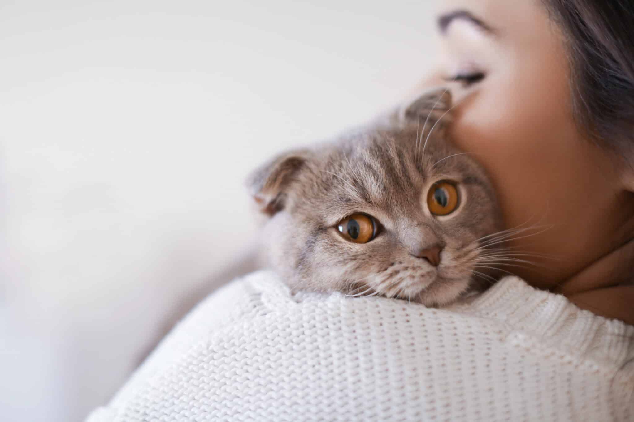 Ученые проверили, понимают ли кошки человеческую речь