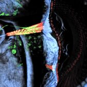 Красные флуоресцентные метки показывают мышечные волокна, смещающие сетчатку в глазах у дрозофилы, зеленые — моторные нейроны, приводящие их в действие