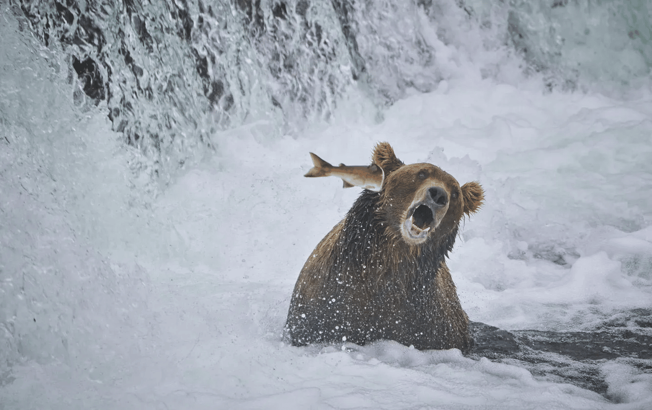 Снимки самых забавных животных: объявлены финалисты конкурса Comedy  Wildlife Photo 2022