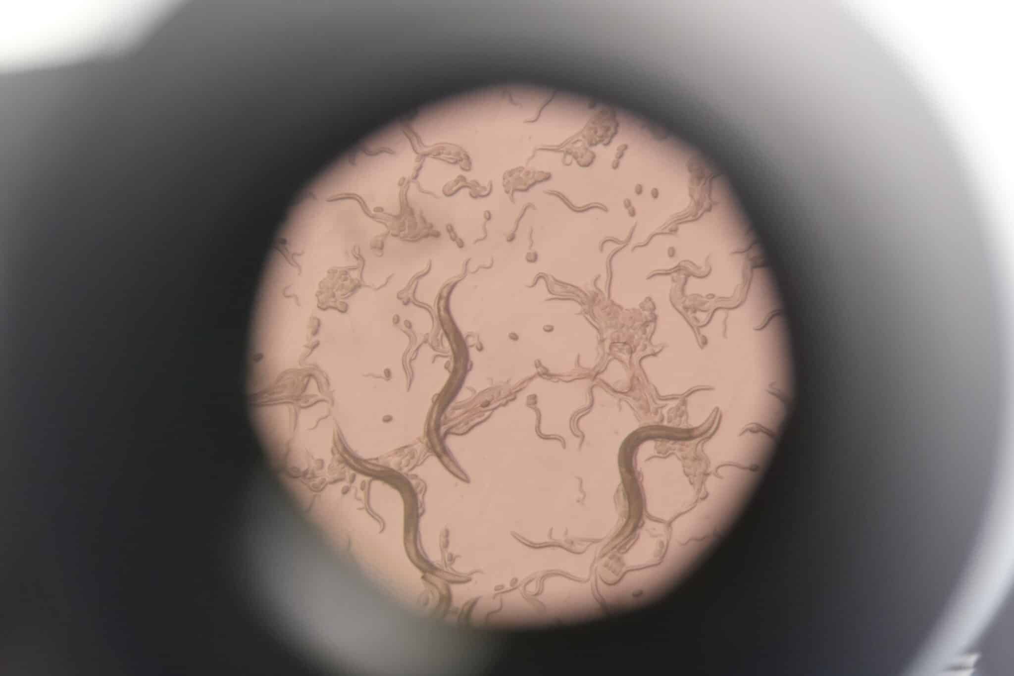 Круглые черви C. elegans
