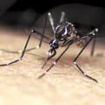 Биологи объяснили, почему одних людей комары кусают чаще других