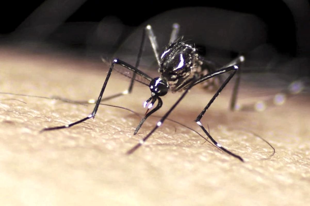 Почему комары нас кусают?