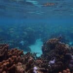 Ученые выяснили, что рыбы не спасут коралловые рифы