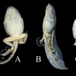 Паразитические черви вызвали уродства конечностей у жаб