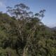 С пятой попытки ученые добрались до самого высокого дерева в Амазонии