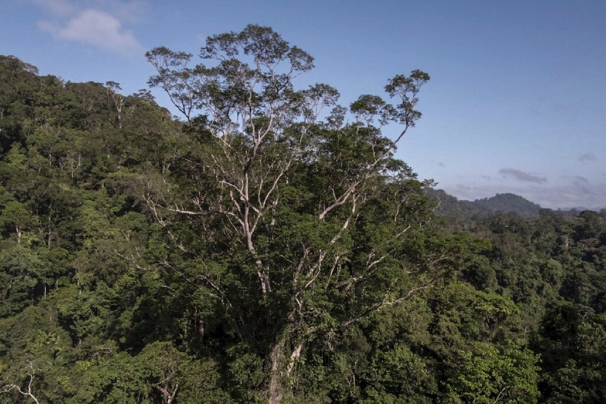С пятой попытки ученые добрались до самого высокого дерева в Амазонии