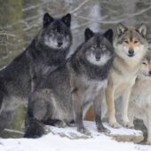 Волки разной масти