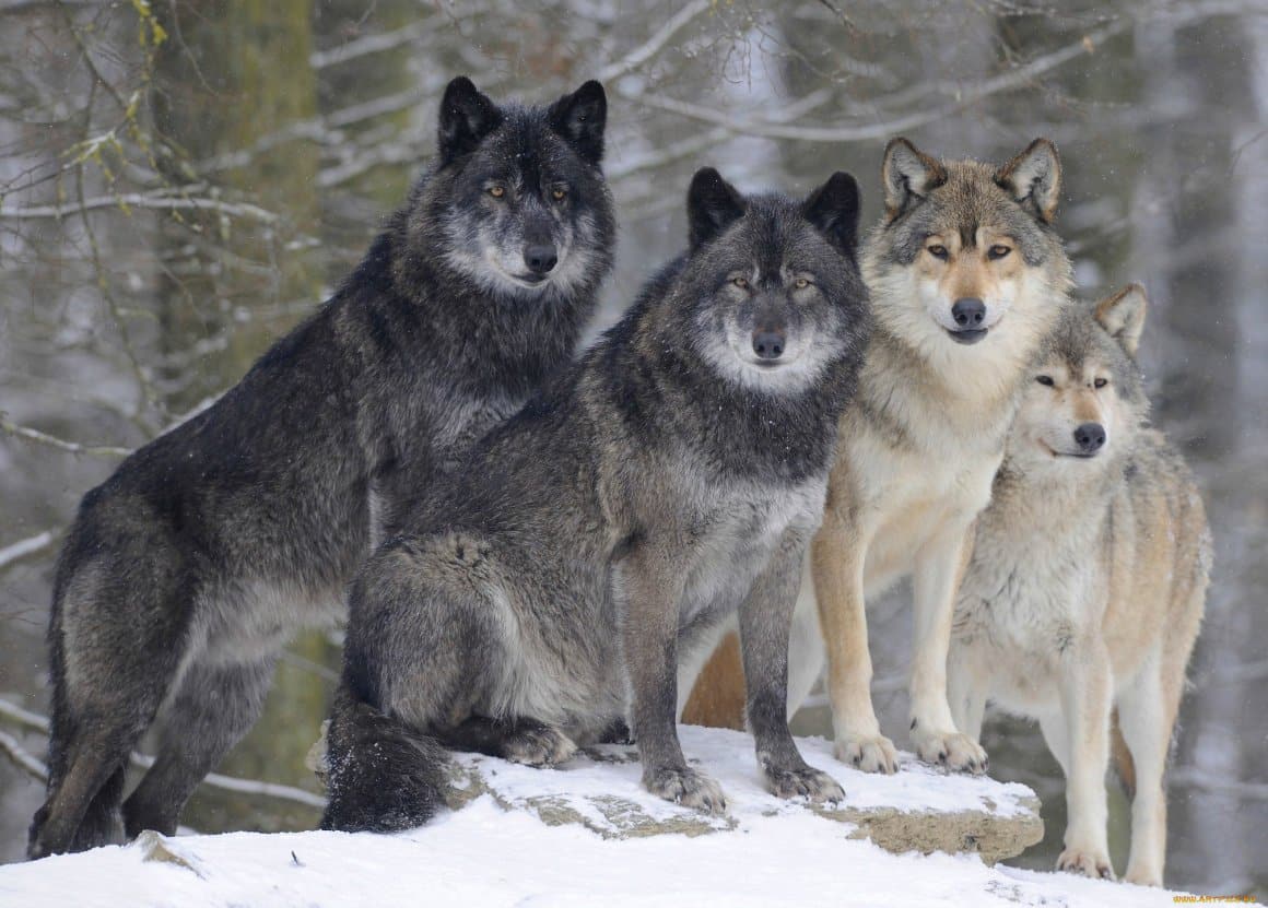 Волки разной масти