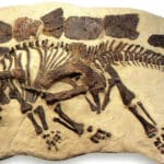 Проблема непрерывности: палеонтологическая летопись