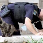 Полицейские смогут привлекать кошек в качестве свидетелей преступления