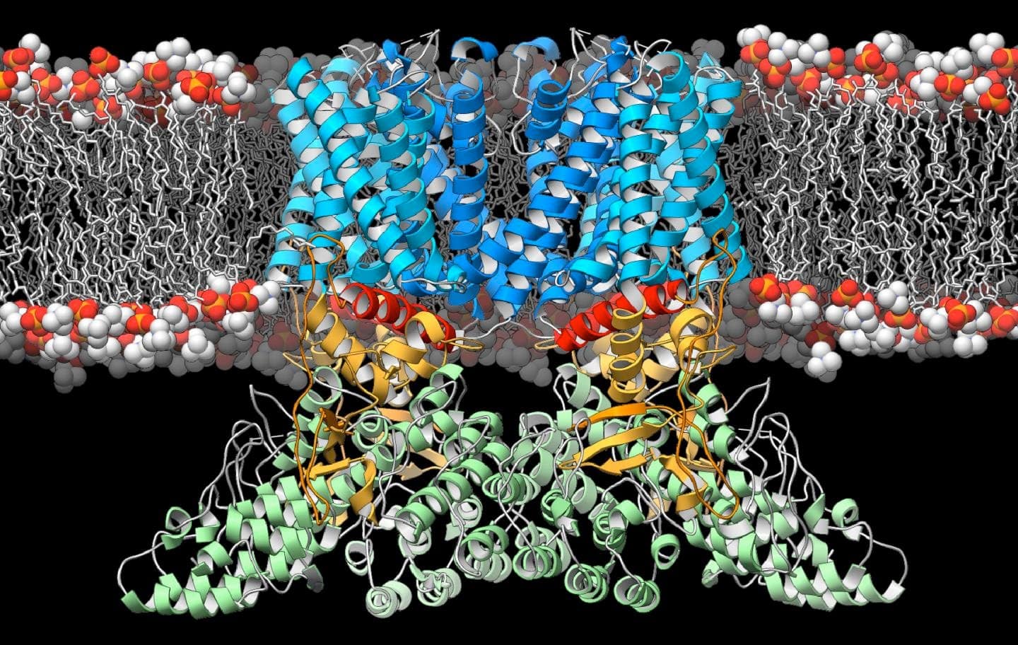 В МФТИ пролили свет на перенос ионов живыми клетками