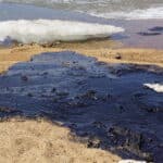 В Пермском Политехе определили «опасную дозу» нефти для почв с помощью микроорганизмов