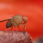 «Один, два, три, много»: ученые выяснили, как считают мухи