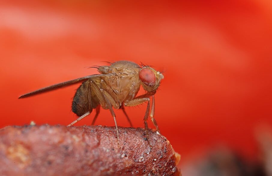 «Один, два, три, много»: ученые выяснили, как считают мухи