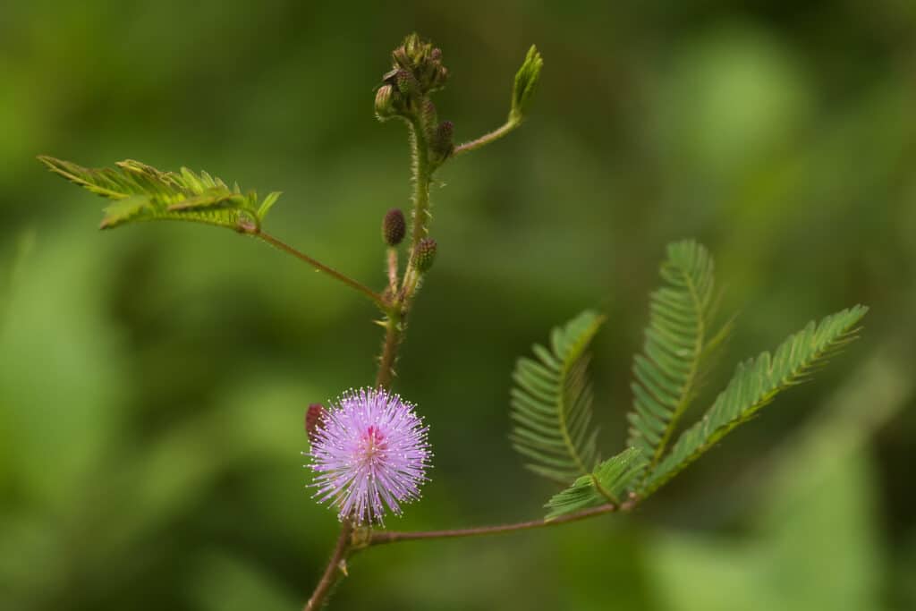 Mimosa pudica