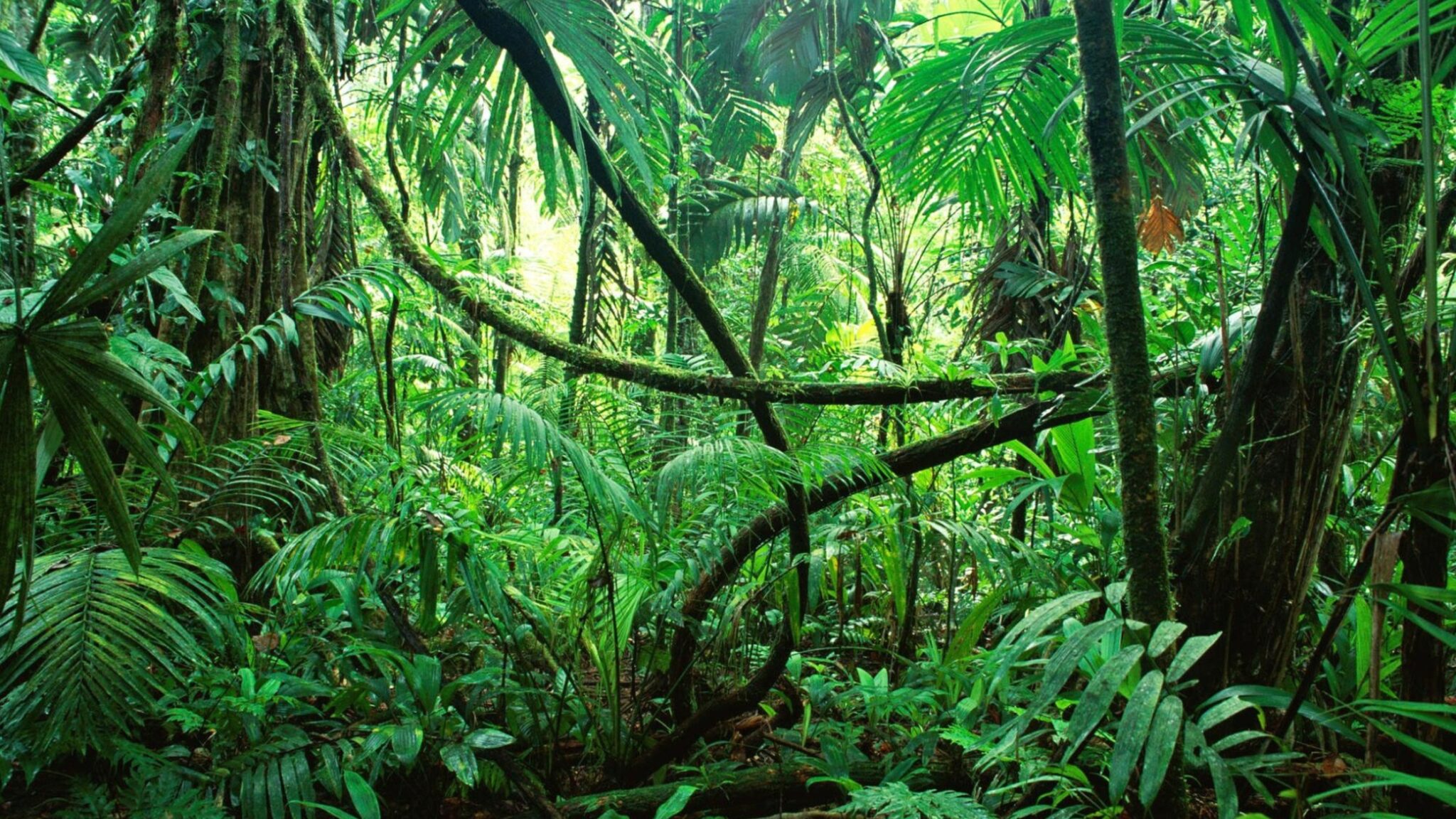 Сельва Амазонии растения
