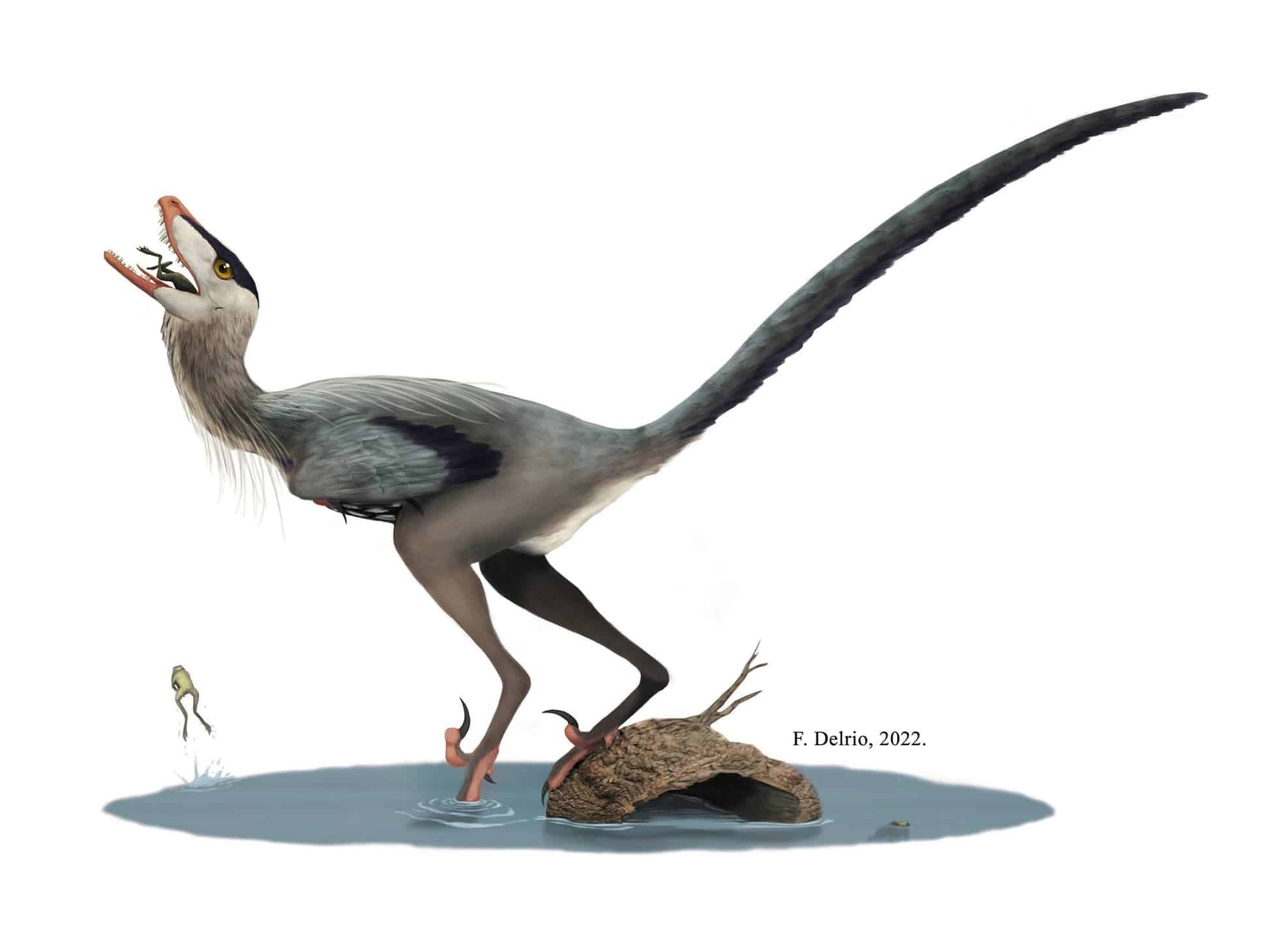 Внешность птицы, нутро крокодила: в Китае нашли динозавра с сохранившимся кишечником