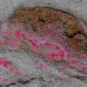 Окаменелость головы C. Catenulum, пурпурным цветом отмечены структуры мозга