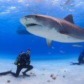 Встреча с тигровой акулой — вполне обычное дело на Багамских островах / © jacksonholewildlifesafaris.com