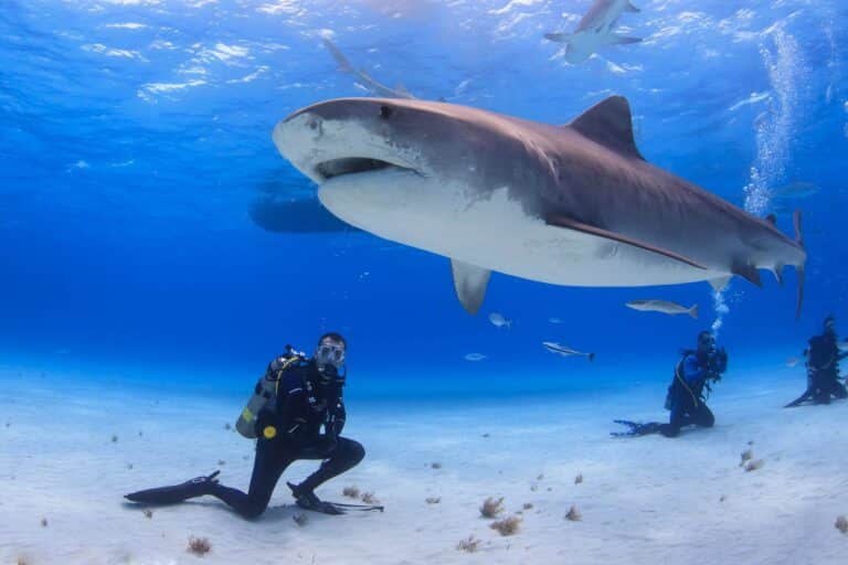 Встреча с тигровой акулой — вполне обычное дело на Багамских островах / © jacksonholewildlifesafaris.com